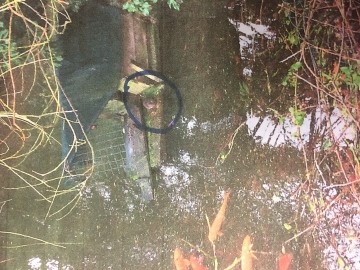 Water vole sitting on platform Copyright: Clare Brush