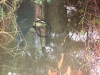 Water vole sitting on platform