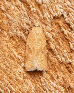 Acleris ferrugana 3 Copyright: Ben Sale