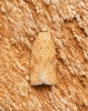 Acleris ferrugana 3 Copyright: Ben Sale