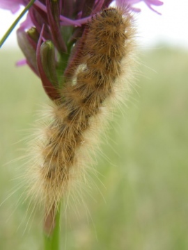 Phragmatobia fuliginosa Copyright: Sue Grayston