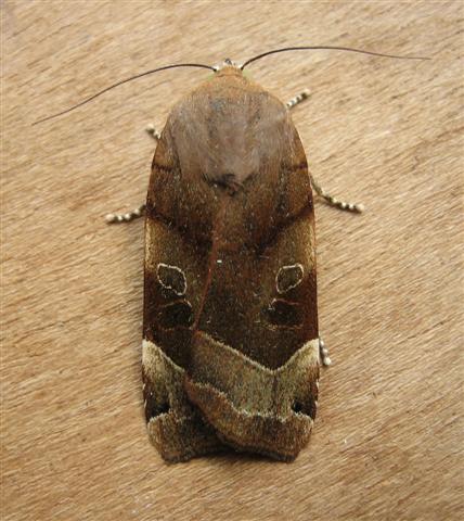 Broad Bordered Yellow Underwing 2 Copyright: Stephen Rolls