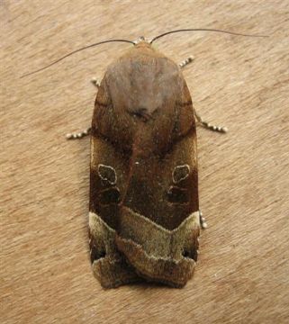 Broad Bordered Yellow Underwing 2 Copyright: Stephen Rolls