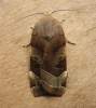 Broad Bordered Yellow Underwing 2 Copyright: Stephen Rolls