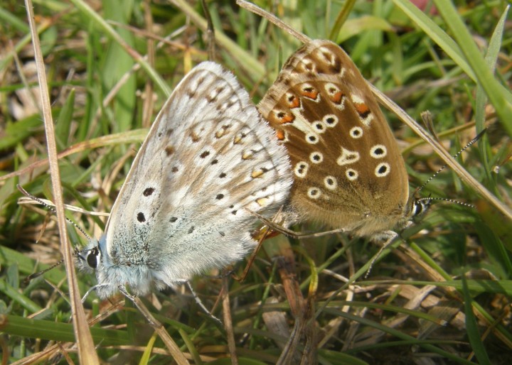 Chalk-hill blues mating Copyright: Sue Grayston