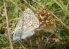 Chalk-hill blues mating