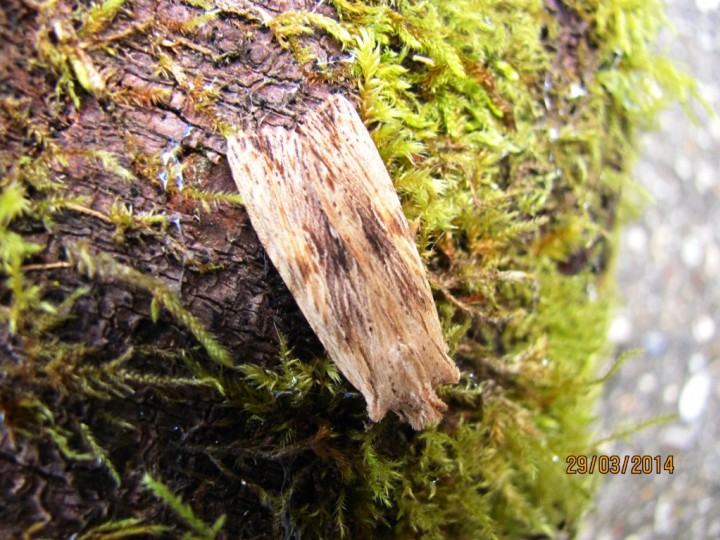 Pale Pinion Copyright: Graham Smith