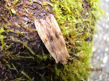 Pale Pinion Copyright: Graham Smith