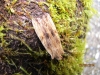 Pale Pinion 