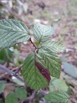 Ectoedemia erythrogenella Copyright: Stephen Rolls