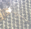 Platystomos albinus antennae