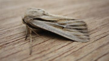 Shoulder Striped Wainscot. Copyright: Stephen Rolls