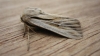 Shoulder Striped Wainscot. 