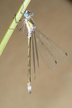 Lestes dryas Copyright: Peter Harvey