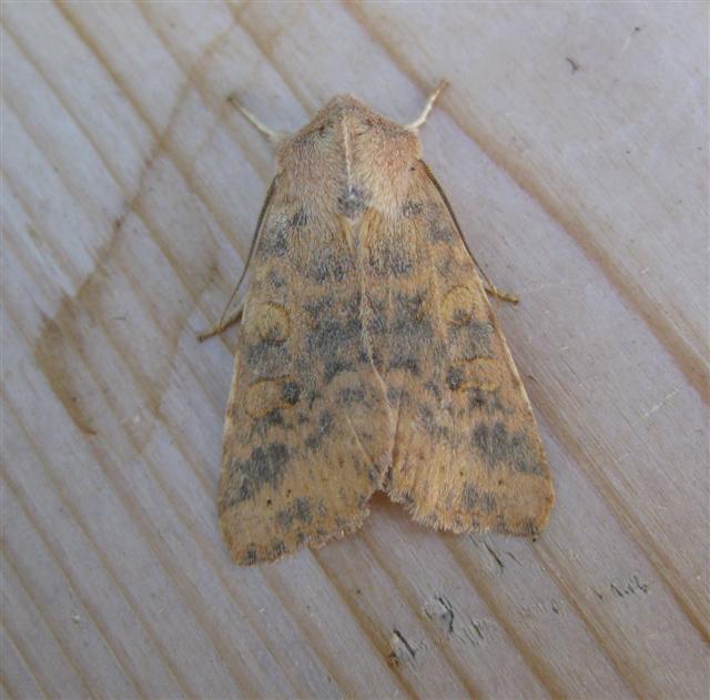 Dusky Lemon Sallow. Copyright: Stephen Rolls