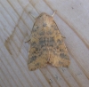 Dusky Lemon Sallow.