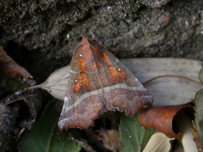 The Herald (Moth) Copyright: Malcolm Riddler