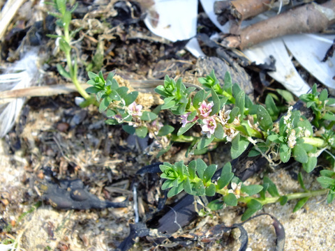 Sea Milkwort Lysimmachia maritima aka Glaux maritima Copyright: Peter Pearson