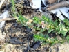 Sea Milkwort Lysimmachia maritima aka Glaux maritima