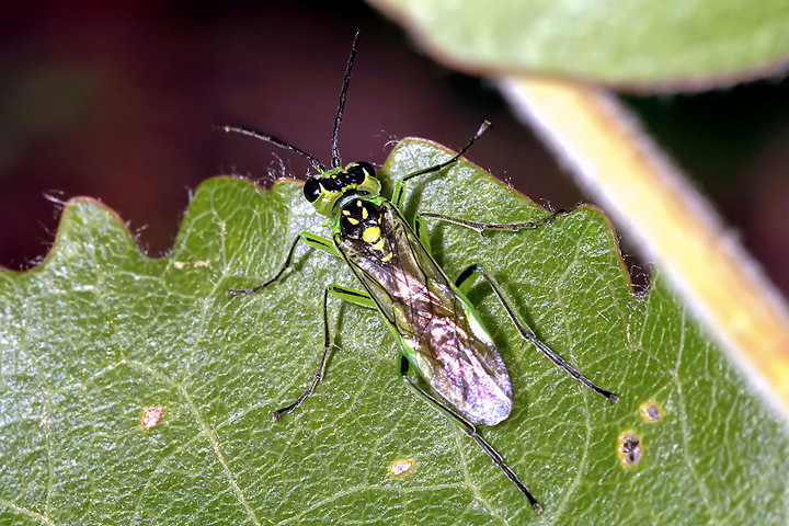 Rhogogaster sp - 3 (8 May 2011) Copyright: Leslie Butler