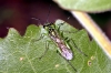 Rhogogaster sp - 3 (8 May 2011) 