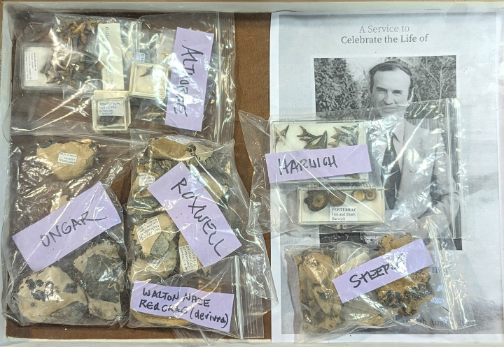 Display Case of Essex Fossils from David T. Turner Copyright: William George