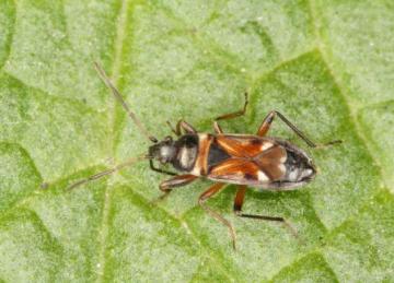 Raglius alboacuminatus Copyright: Peter Harvey