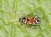 Raglius alboacuminatus Copyright: Peter Harvey