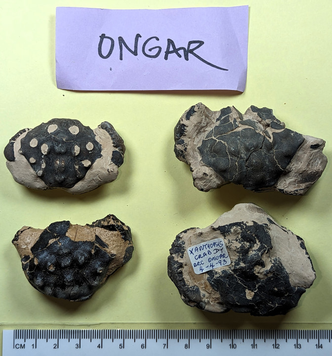 Four fossil crabs including Xanthopsis Copyright: William George