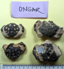Four fossil crabs including Xanthopsis 