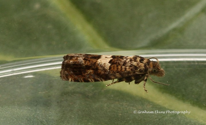 Epiblema costipunctana 2 Copyright: Graham Ekins