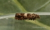 Epiblema costipunctana 2 