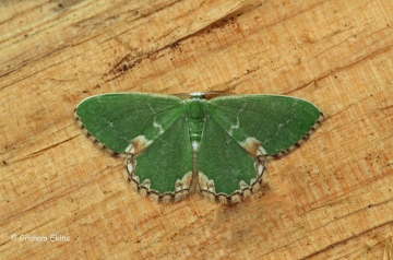 Comibaena bajularia  Blotched Emerald 1 Copyright: Graham Ekins