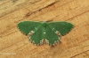 Comibaena bajularia  Blotched Emerald 1 