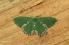 Comibaena bajularia  Blotched Emerald 1