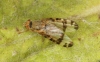 Sphenella marginata