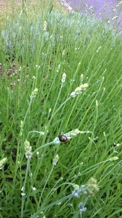 E4 Rosemary Beetle Copyright: Andrew Sikora