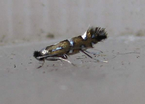 Phyllonorycter lautella. Copyright: Stephen Rolls