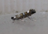 Phyllonorycter lautella. Copyright: Stephen Rolls