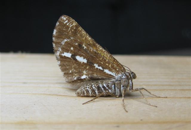 Bordered White. Copyright: Stephen Rolls