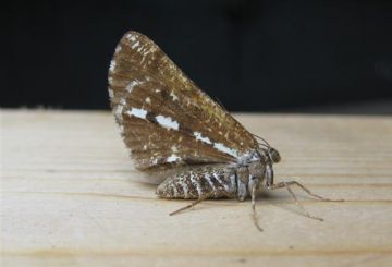 Bordered White. Copyright: Stephen Rolls