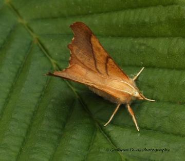 Ennomos fuscantaria  Dusky Thorn Copyright: Graham Ekins