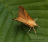 Ennomos fuscantaria  Dusky Thorn Copyright: Graham Ekins