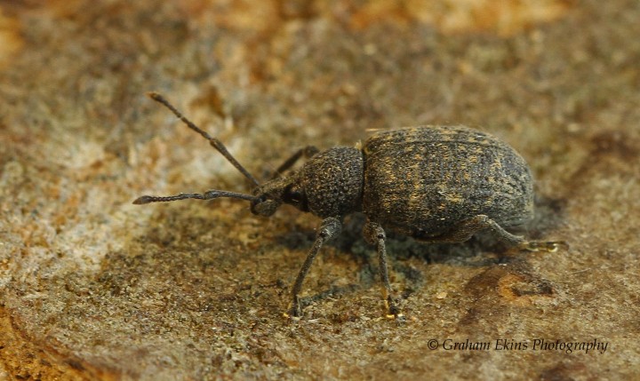 Otiorhynchus sulcatus  (Vine Weevil) 3 Copyright: Graham Ekins