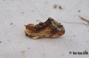 Maple Prominent Copyright: Ben Sale