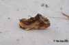 Maple Prominent 