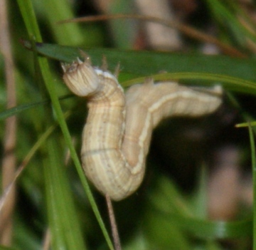 larva - night feeding Copyright: Robert Smith