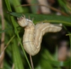 larva - night feeding