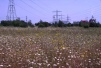 West Thurrock PFA North Lagoon-flower rich 