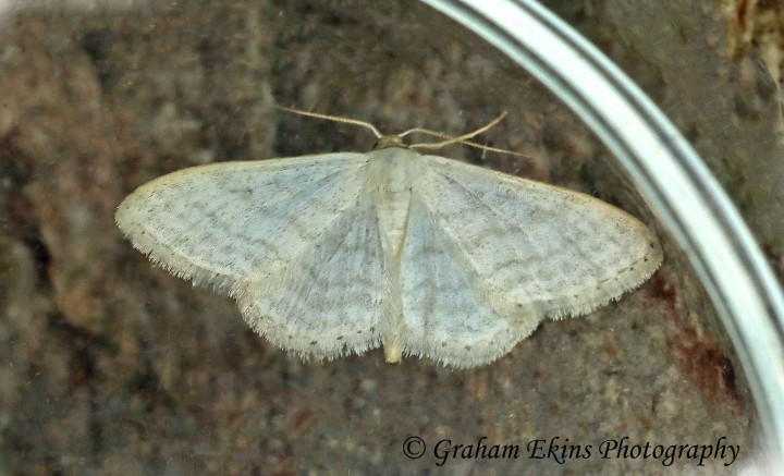 Idaea subsericeata Satin Wave Copyright: Graham Ekins